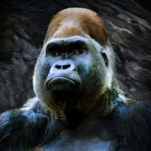 Meet your Posher, Isaac